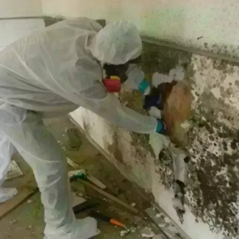 Mold Remediation and Removal in East Bangor, PA